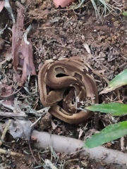 Bothrops jararaca