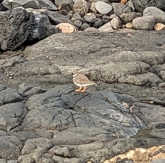 Charadrius hiaticula