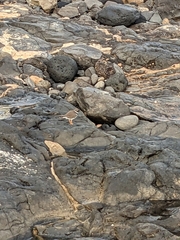 Charadrius hiaticula