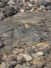 Charadrius hiaticula