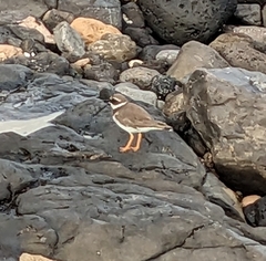 Charadrius hiaticula