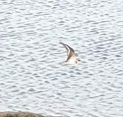 Charadrius hiaticula