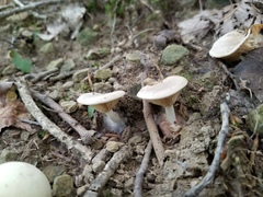 Clitopilus
