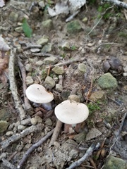 Clitopilus