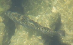 Salmo trutta fario