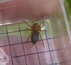 Clubionidae