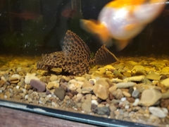 Pterygoplichthys gibbiceps