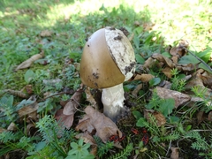 Amanita dryophila