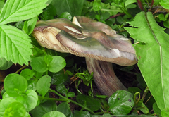 Entoloma bloxamii