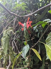 Pachystachys spicata