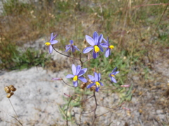Cyanella hyacinthoides