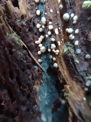 Trichoderma viride