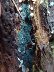 Trichoderma viride
