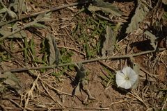 Convolvulus hermanniae