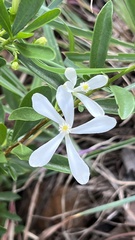 Turraea obtusifolia