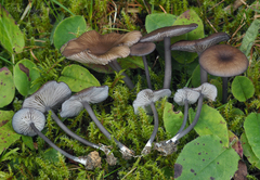 Entoloma caesiocinctum