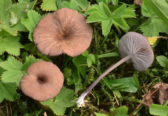 Entoloma caesiocinctum