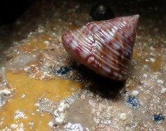 Calliostoma zizyphinum