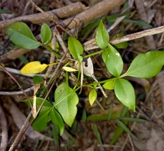 Pandorea jasminoides