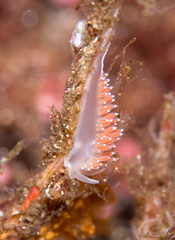 Coryphella