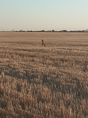Chrysocyon brachyurus