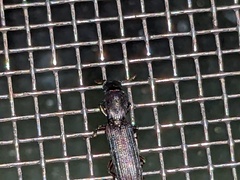 Colydiinae