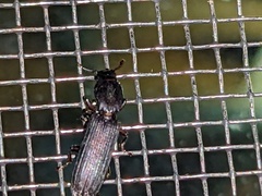 Colydiinae