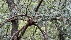 Agelanthus natalitius