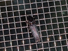 Colydiinae