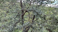 Agelanthus natalitius