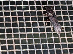 Colydiinae