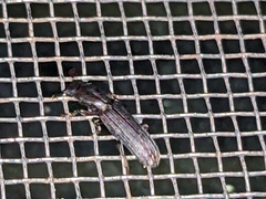 Colydiinae