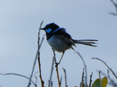 Malurus cyaneus cyaneus