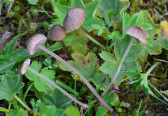 Entoloma cocles