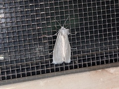 Tipanaea patulella