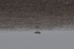 Charadrius alexandrinus