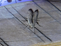 Homoeosoma nebulella