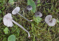Entoloma exile