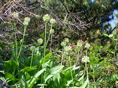 Allium victorialis