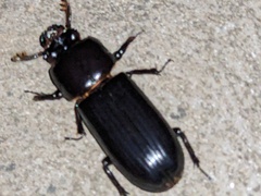 Aulacocyclus kaupii