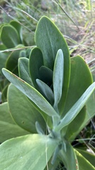 Kalanchoe thyrsiflora