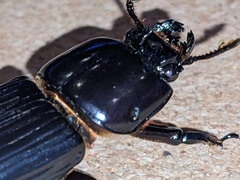 Aulacocyclus kaupii