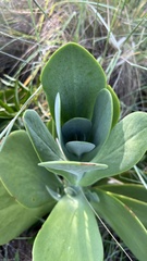 Kalanchoe thyrsiflora