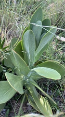 Kalanchoe thyrsiflora