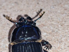 Aulacocyclus kaupii