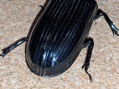 Aulacocyclus kaupii