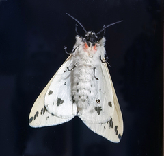 Lemyra stigmata