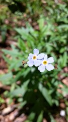 Myosotis