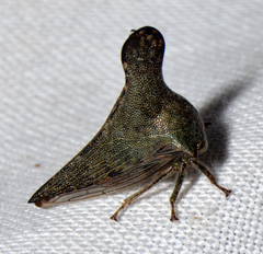 Glossonotus acuminatus
