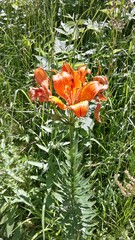 Lilium bulbiferum